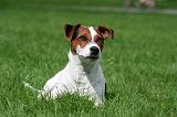 JACK RUSSEL 315